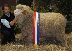 Jock McLaren holding N910, Grand Champion Fine Wool Ram at Bendigo 2011