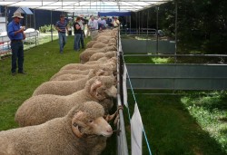 Ram sale at Whyworry Park