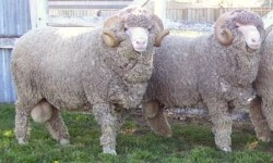 Essex Hill Sale Rams